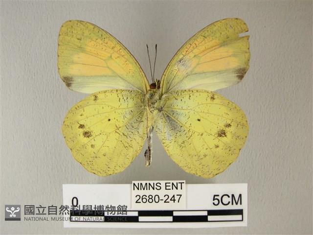 異粉蝶、雌白黃蝶藏品圖，第2張