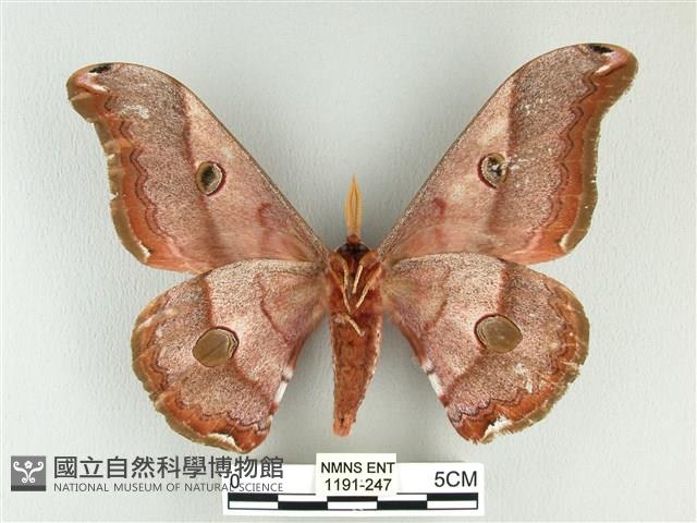 雙黑目天蠶蛾藏品圖，第2張