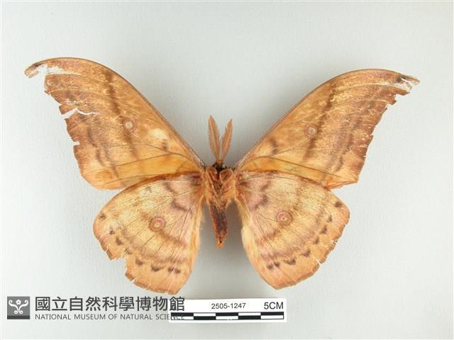 大透目天蠶蛾藏品圖，第2張