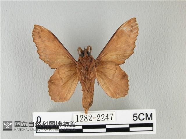 鋸緣枯葉蛾藏品圖，第2張