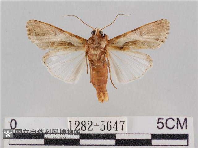 斜紋夜盜蛾藏品圖，第2張