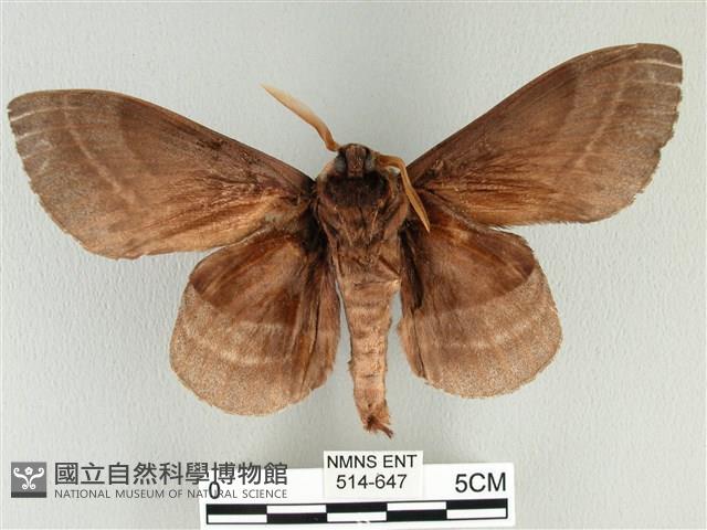 松大毛蟲藏品圖，第2張