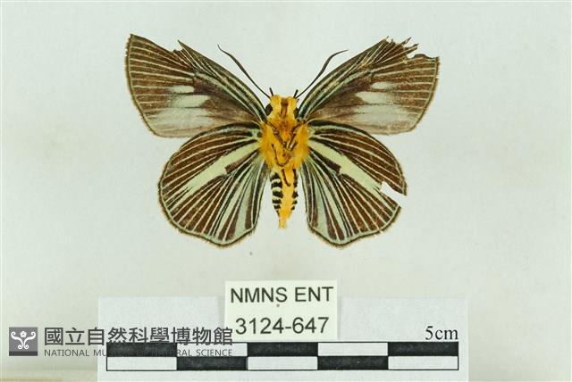 白傘弄蝶藏品圖，第2張