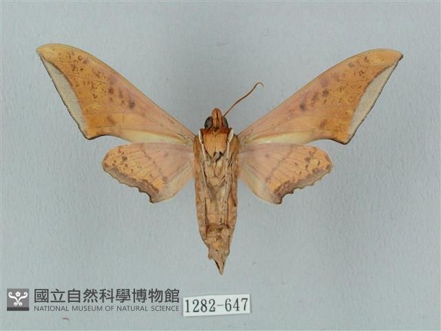 廣東鷹翅天蛾藏品圖，第2張