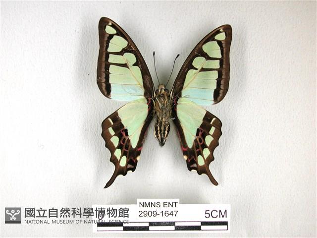 寬帶青鳳蝶藏品圖，第2張