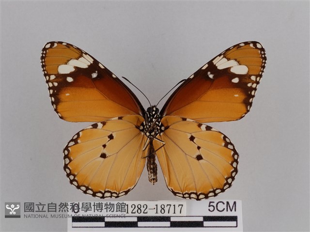 樺斑蝶藏品圖，第2張