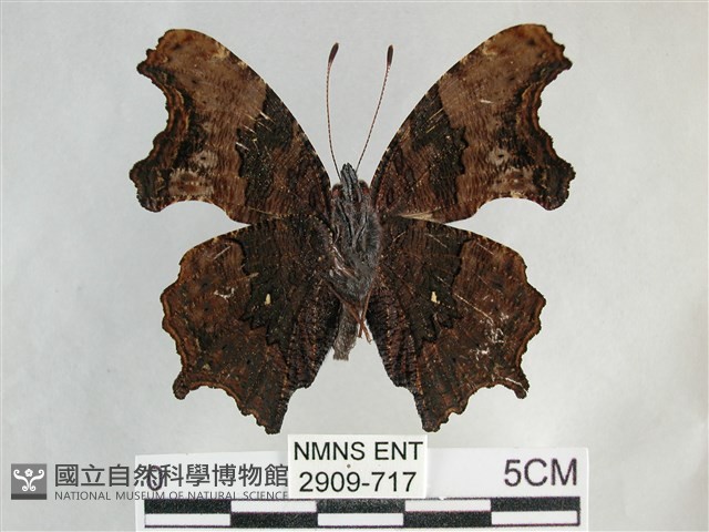 琉璃蛺蝶藏品圖，第2張