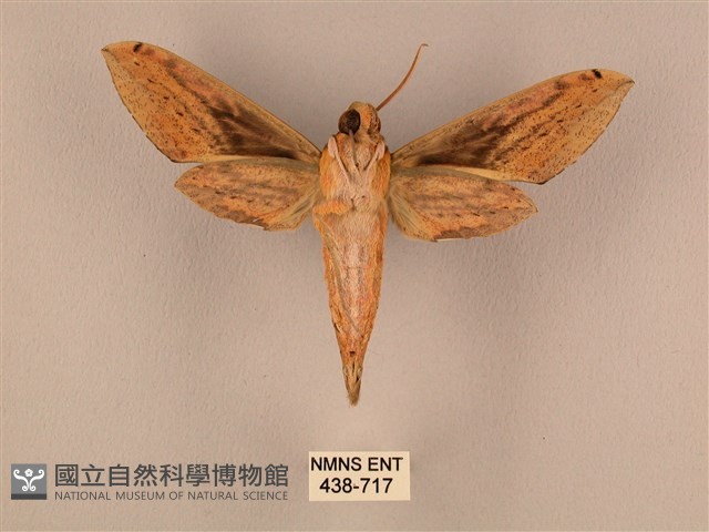 棕綠背線天蛾藏品圖，第2張