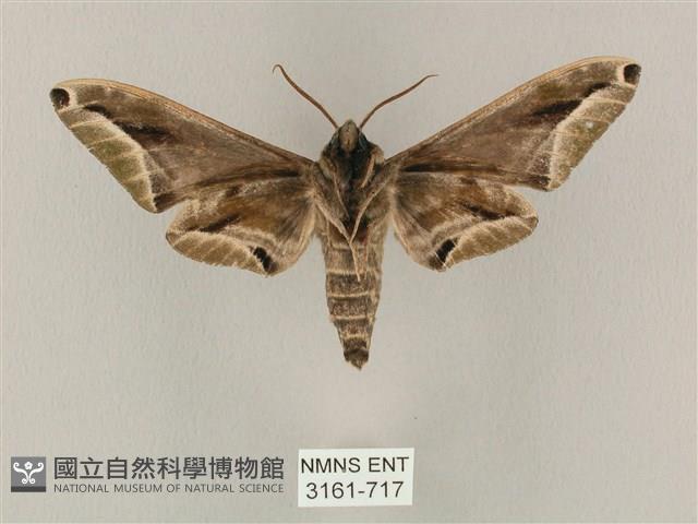 白點天蛾 藏品圖，第2張