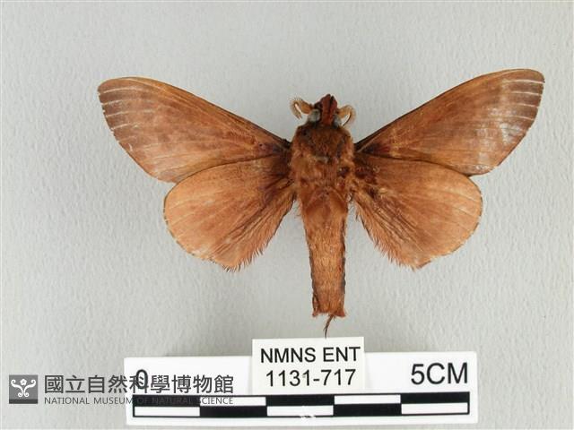 大褐斑枯葉蛾藏品圖，第2張