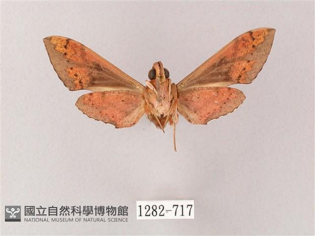 雙斑白肩天蛾藏品圖，第2張