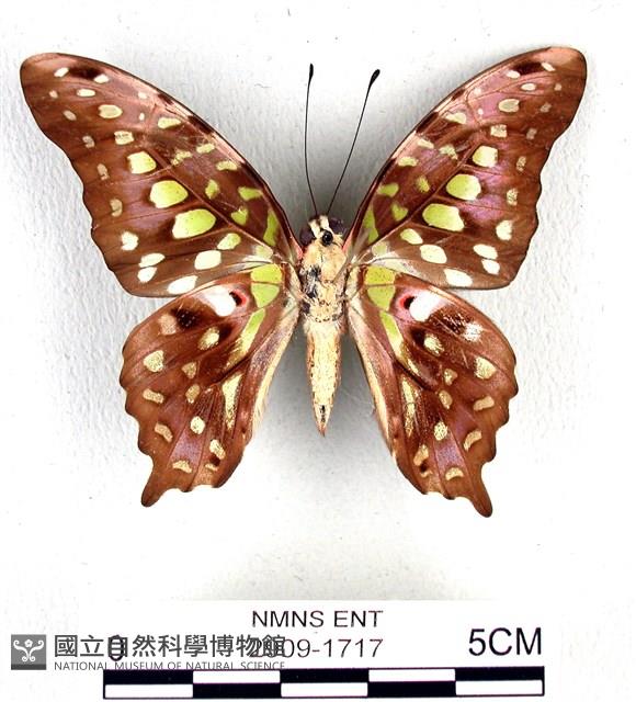 翠斑青鳳蝶藏品圖，第2張