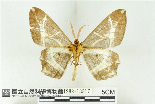 樹形尺蛾藏品圖，第2張