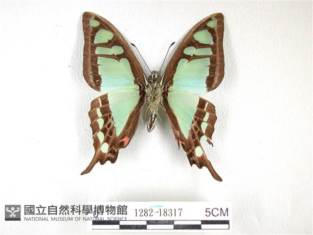 寬帶青鳳蝶藏品圖，第2張
