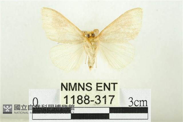 寬紋黃毒蛾藏品圖，第2張