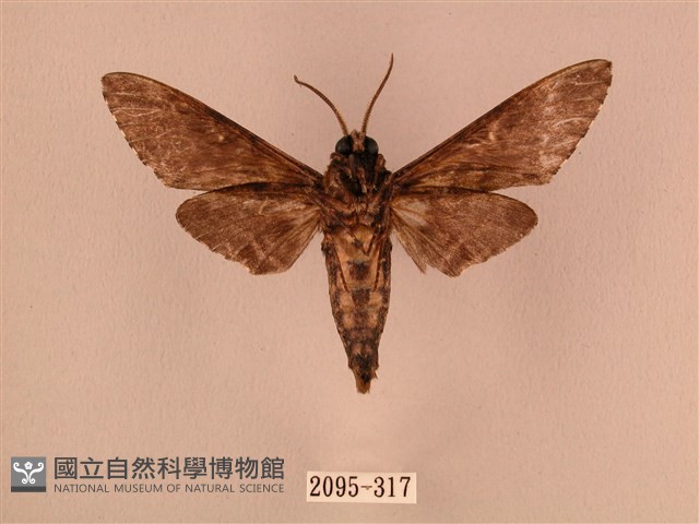 白星天蛾藏品圖，第2張
