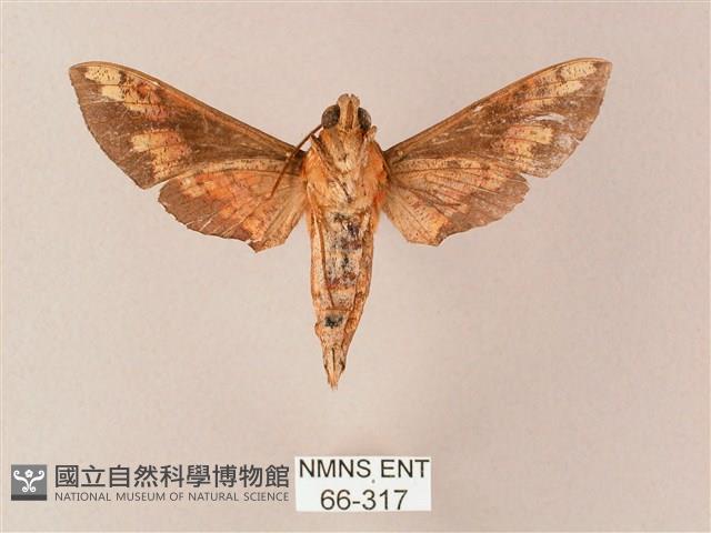 蒙古白肩天蛾藏品圖，第2張