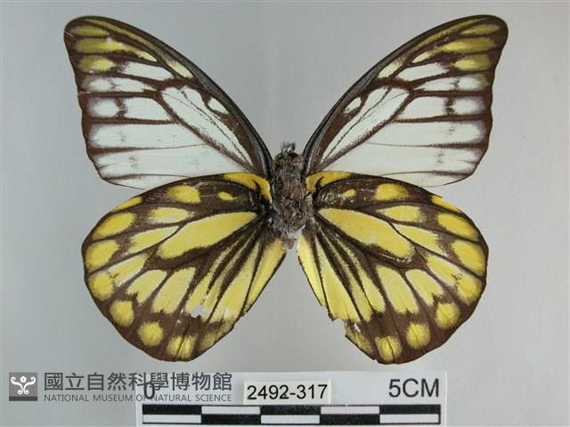 鋸粉蝶藏品圖，第2張