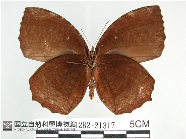 藍紋鋸眼蝶藏品圖，第2張