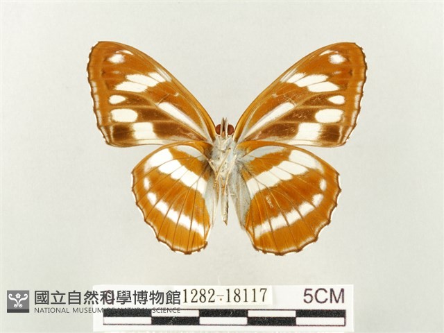 幻紫線蛺蝶藏品圖，第2張