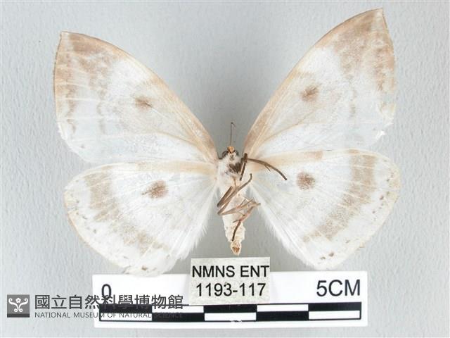 圓翅大鉤蛾藏品圖，第2張