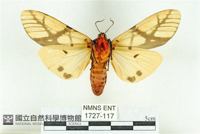 乳白斑燈蛾藏品圖，第2張