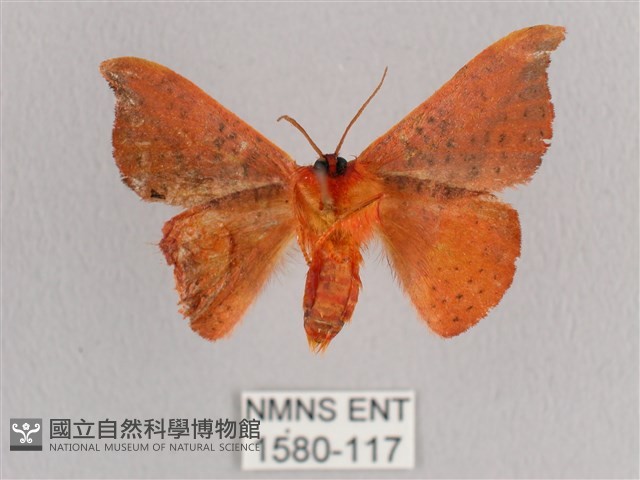 銀端帶鉤蛾藏品圖，第2張