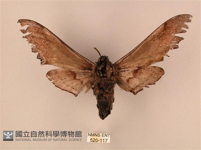 臺灣鋸翅天蛾藏品圖，第2張