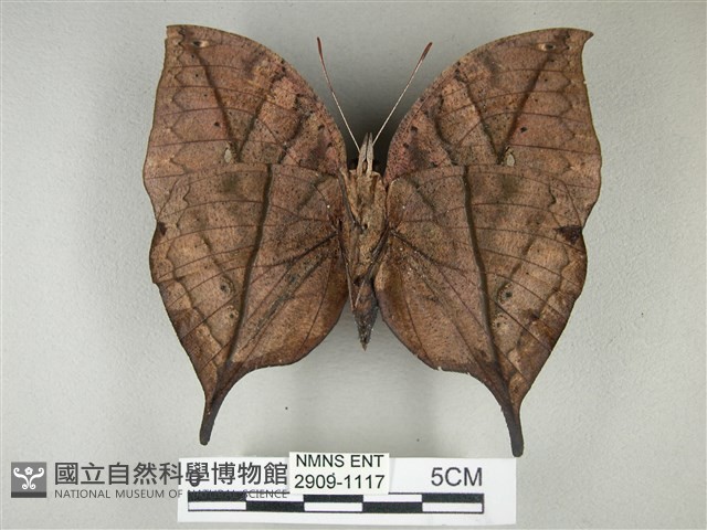 枯葉蝶藏品圖，第2張