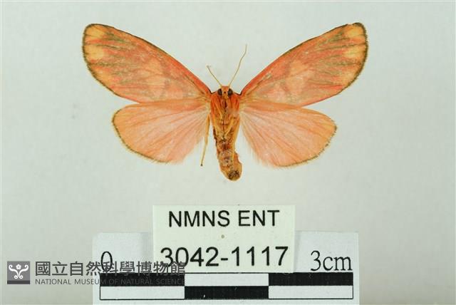 三色豔苔蛾藏品圖，第2張