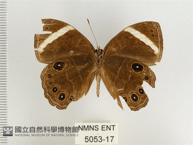 玉帶黛眼蝶藏品圖，第2張