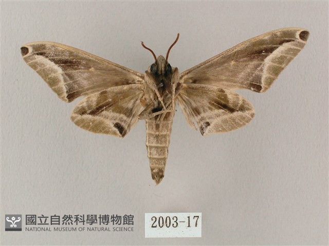 白點天蛾 藏品圖，第2張