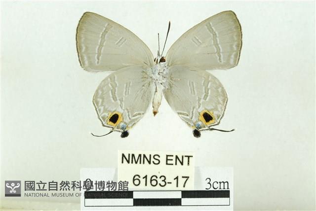 淡黑玳灰蝶藏品圖，第2張