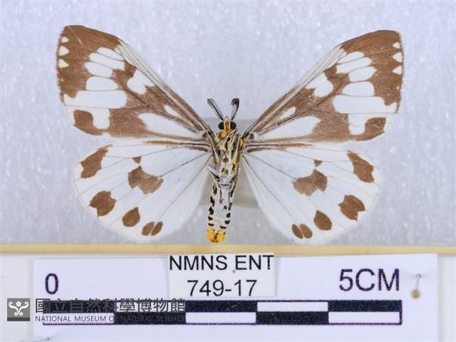 粉蝶燈蛾藏品圖，第2張
