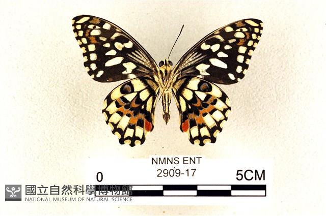 花鳳蝶、無尾鳳蝶藏品圖，第2張