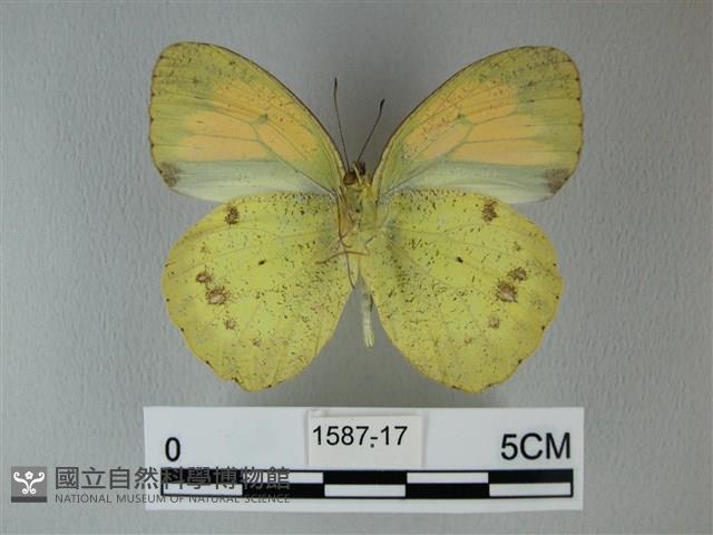 異粉蝶、雌白黃蝶藏品圖，第2張