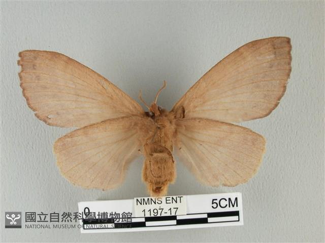 波紋枯葉蛾藏品圖，第2張