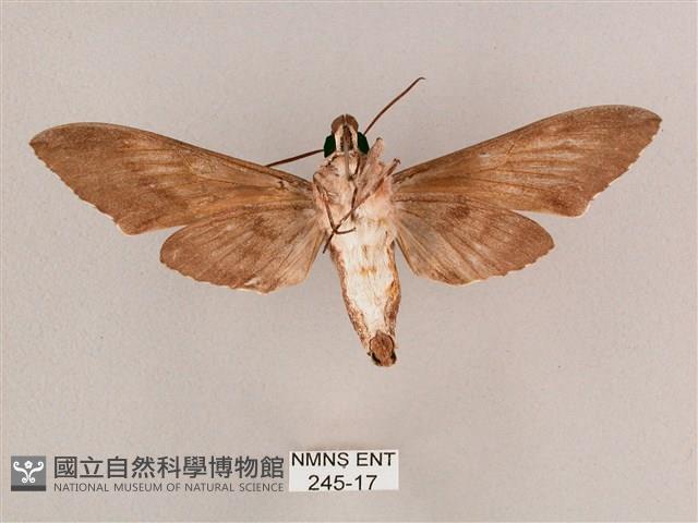 細斜紋霜天蛾藏品圖，第2張