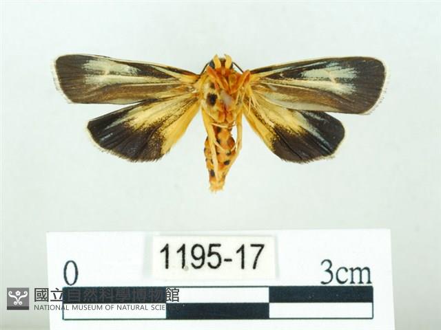 黃肩奇蛾藏品圖，第2張