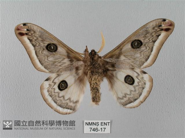 四黑目天蠶蛾藏品圖，第2張