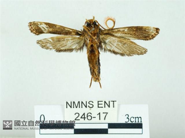 長腳大織蛾藏品圖，第2張