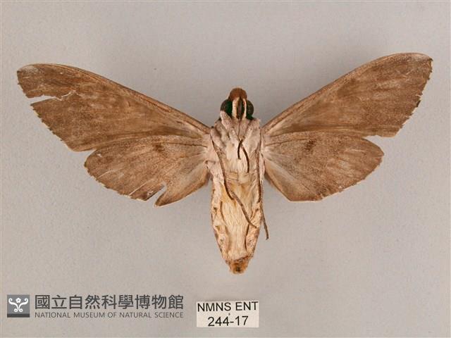 細斜紋霜天蛾藏品圖，第2張