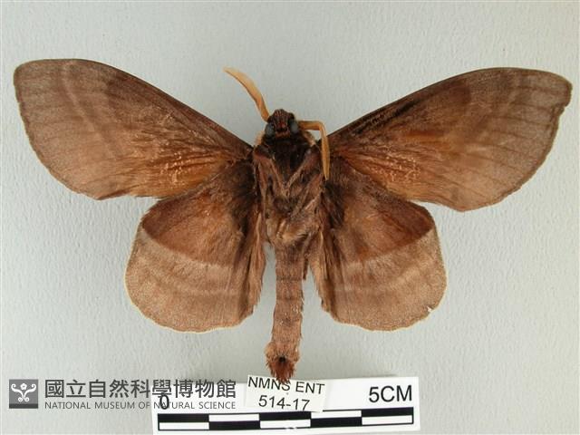 松大毛蟲藏品圖，第2張