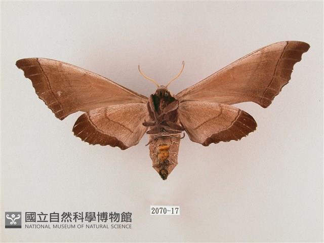 齒翅三線天蛾藏品圖，第2張