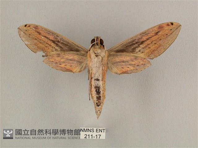 棕綠背線天蛾藏品圖，第2張