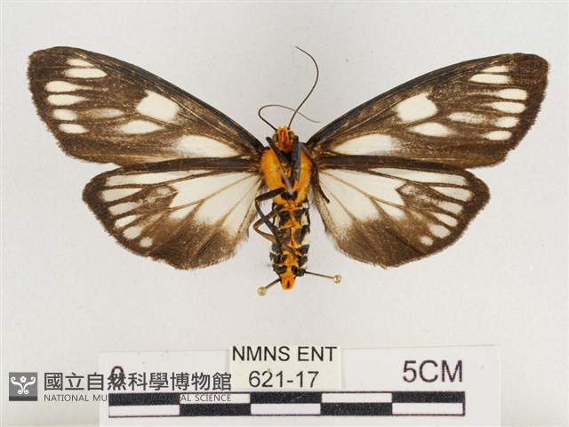 巨網燈蛾藏品圖，第2張