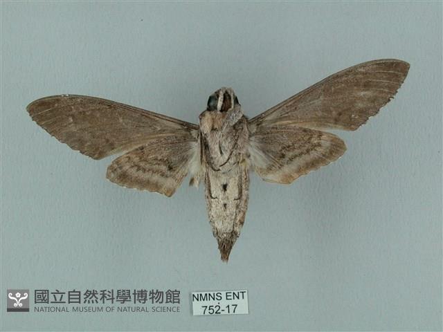 蝦殼天蛾藏品圖，第2張