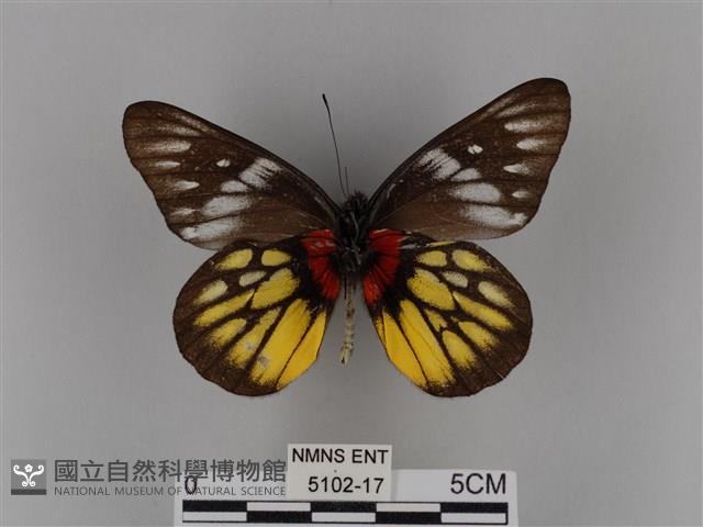 豔粉蝶藏品圖，第2張