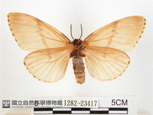 木毒蛾藏品圖，第2張