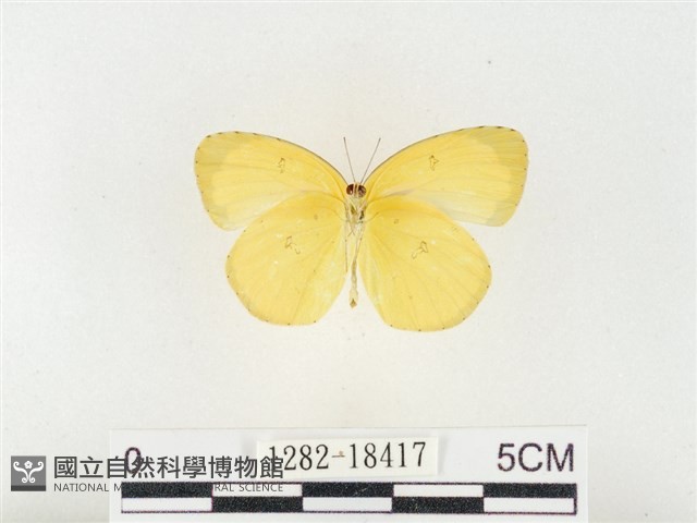 島嶼黃蝶、江崎黃蝶藏品圖，第2張